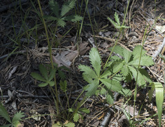 Potentilla gracilis fastigiata