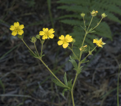 Potentilla gracilis fastigiata