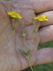 Potentilla gracilis fastigiata