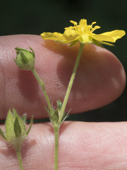 Potentilla gracilis fastigiata