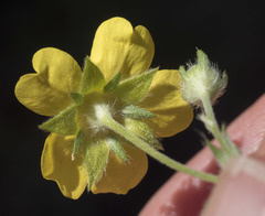 Potentilla gracilis fastigiata