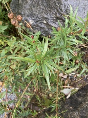 Chamaenerion colchicum