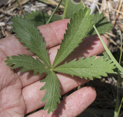 Potentilla gracilis fastigiata