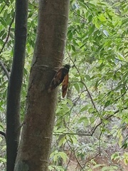 Graptopsaltria tienta