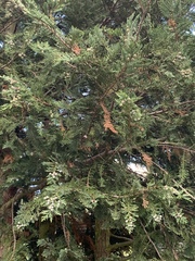 Chamaecyparis obtusa