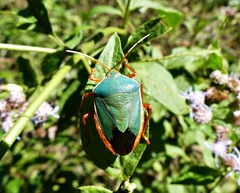 Edessa rufomarginata