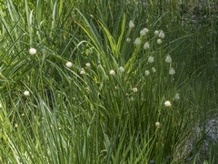 Triantha occidentalis occidentalis