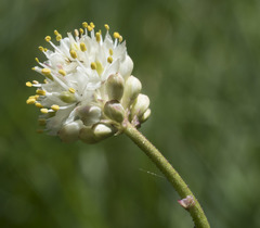 Triantha occidentalis occidentalis
