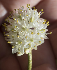 Triantha occidentalis occidentalis