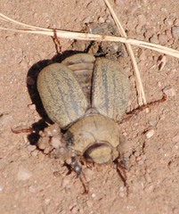Phyllophaga lanceolata