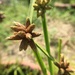 Bog Bulrush - Photo (c) Annie Wang, some rights reserved (CC BY-NC), uploaded by Annie Wang