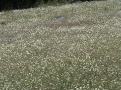 Perideridia parishii latifolia