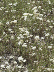 Perideridia parishii latifolia