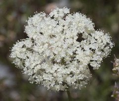 Perideridia parishii latifolia