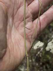 Perideridia parishii latifolia