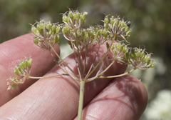 Perideridia parishii latifolia