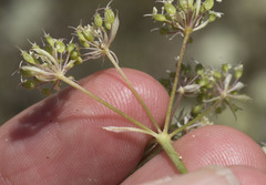 Perideridia parishii latifolia