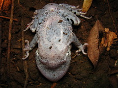 Smith's Litter Frog photo 2
