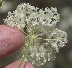 Perideridia parishii latifolia