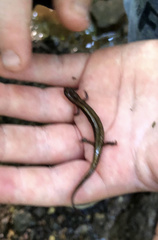 Desmognathus fuscus