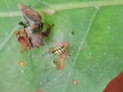Theridion varians