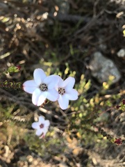 Adenandra brachyphylla