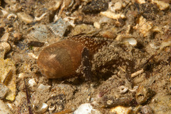 Akera bullata
