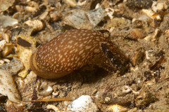 Akera bullata