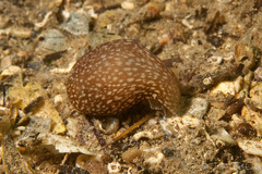 Akera bullata