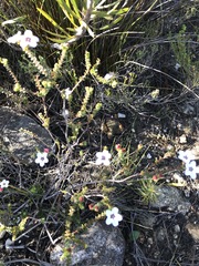 Adenandra brachyphylla