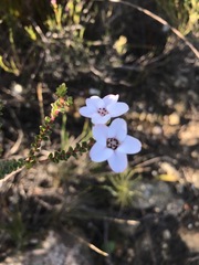 Adenandra brachyphylla