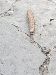 Lepidoptera