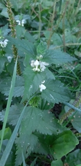 Lamium album