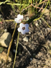 Adenandra brachyphylla