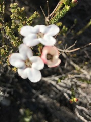 Adenandra brachyphylla