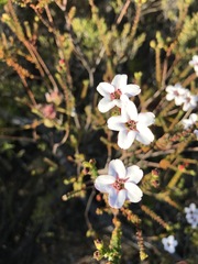 Adenandra brachyphylla