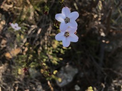 Adenandra brachyphylla