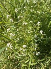 Galium rivale