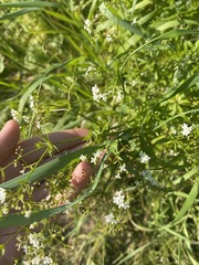 Galium rivale