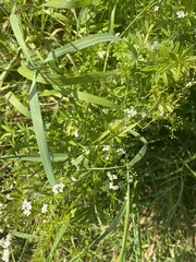 Galium rivale