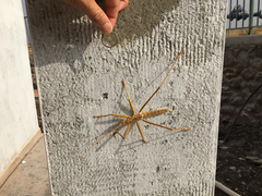 Saga ornata