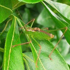 Leptophyes punctatissima