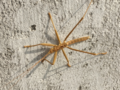 Saga ornata