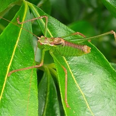 Leptophyes punctatissima