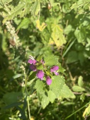 Lamium maculatum