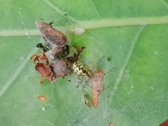 Theridion varians