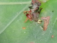 Theridion varians