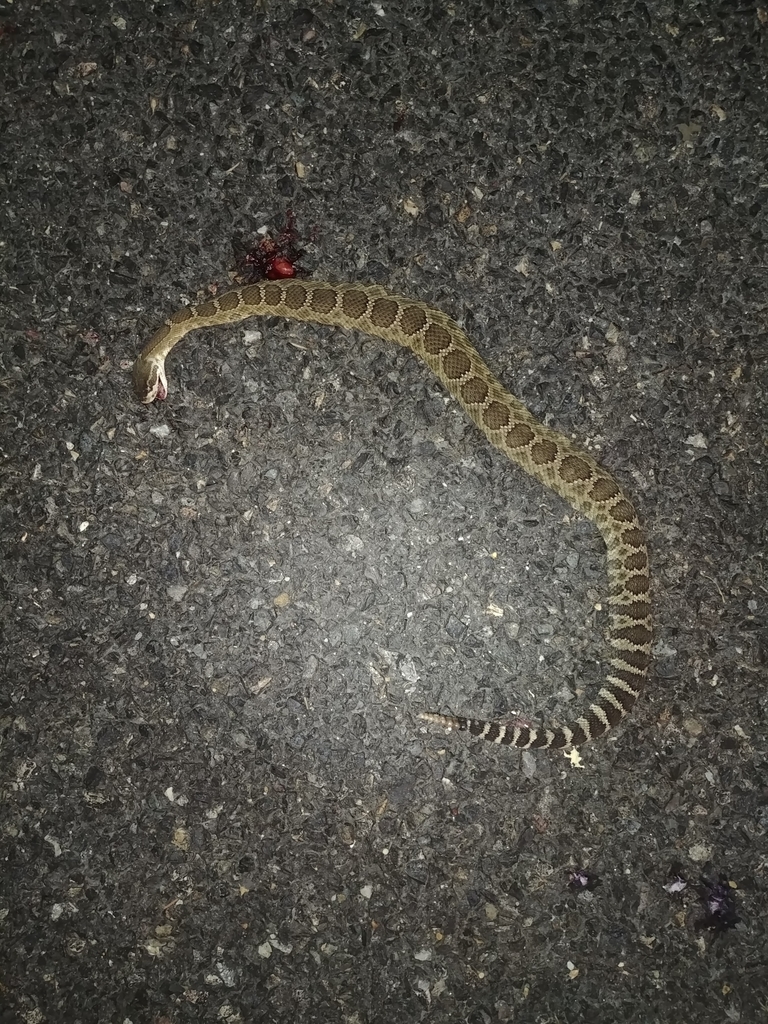 Northern Pacific Rattlesnake from Cook, WA 98605, USA on August 17 ...