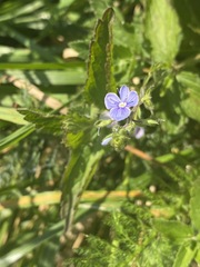 Veronica chamaedrys