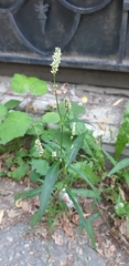 Persicaria maculosa
